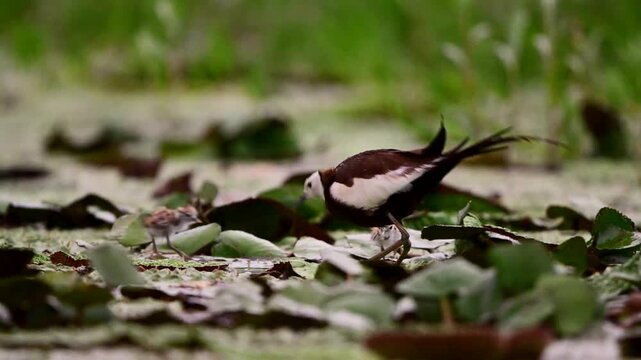Pheasant-tailed jacana father stays close to tiny chicks while the family moves through floating vegetation in a natural freshwater wetland.