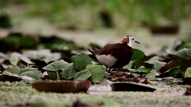 Pheasant-tailed jacana father leaves the egg and moves toward newly hatched chicks among floating vegetation in a freshwater wetland.