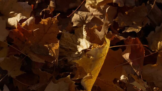 A single dried leaf flutters down onto the sunlit forest floor during autumn in Ontario. Golden lighting emphasizes the rich textures of the dry maple foliage on the ground.