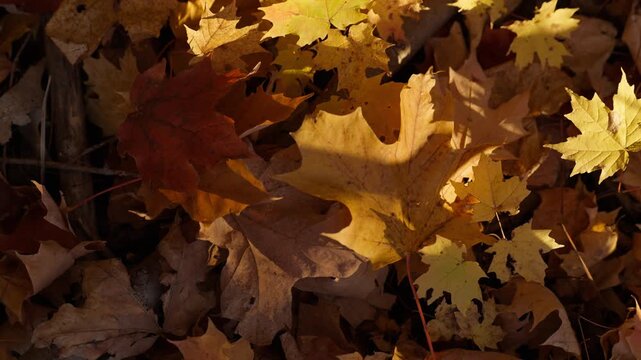 Dry autumn leaves rest on the forest floor in Ontario under direct sunlight. Shifting shadows and rustling foliage capture the peaceful atmosphere of October.