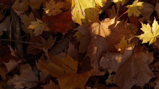 Golden light warms a thick layer of dry foliage covering the forest ground in Ontario. Natural autumn colors create rich organic background textures.