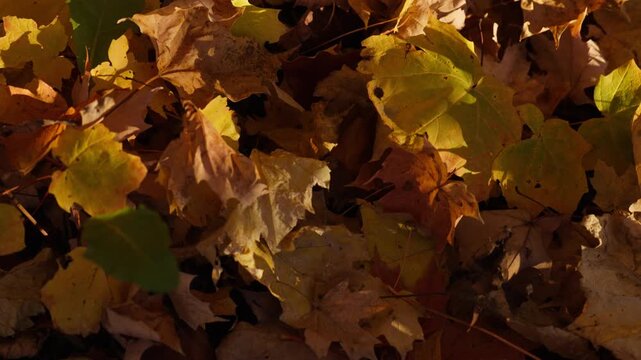 Golden maple foliage covers the woodland ground in an Ontario forest during autumn. Warm sunlight casts shadows across the dry textured leaf litter.