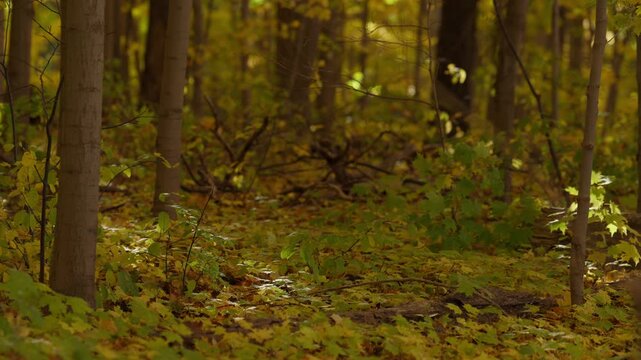 Soft sunlight illuminates fallen yellow leaves and young tree saplings in an Ontario woodland. The dense forest creates a warm and secluded autumn setting.