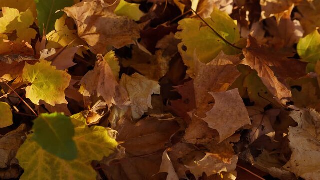 Golden and brown fallen leaves layer the ground in an Ontario forest during the fall season. Crisp natural textures rustle under the gentle outdoor breeze.