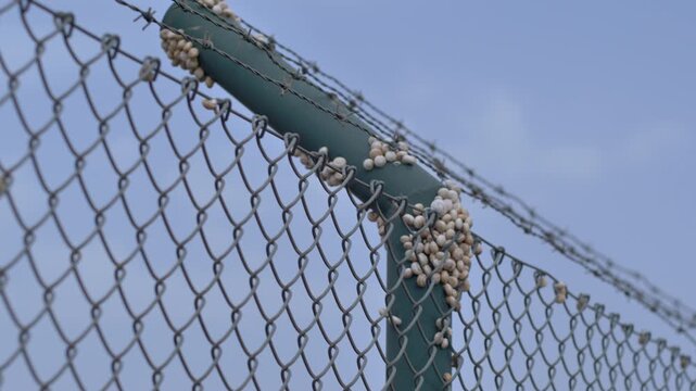 Horizontal pan showing razor barbed wire along the top of a metal fence post covered in small snails. Concept of nature vs structure, wildlife adaptation, and security.