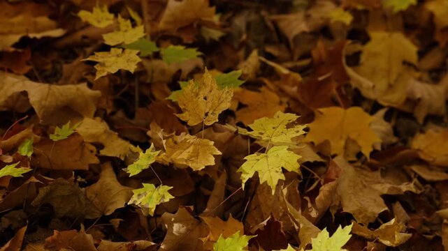 Golden maple leaves blanket the woodland ground in an Ontario forest during fall. Delicate yellow foliage stands out against a textured layer of crisp brown forest litter.