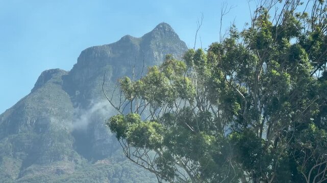 A tree in the foreground of Table Mountain&rsquo;s Devil&rsquo;s Peak. Very good b roll of Cape Town
