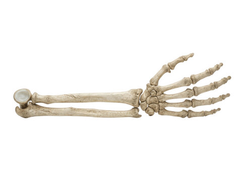 Human forearm radius ulna and hand skeleton bones isolated on transparent background for educational projects