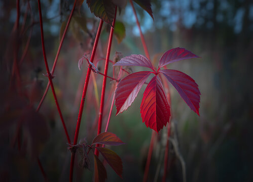 Single red autumn leaf hanging from a red vine with woodland