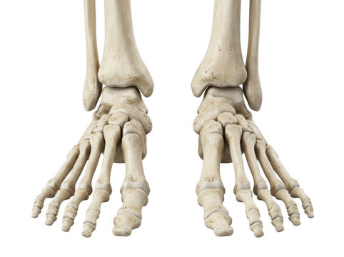 Pair of human feet skeleton anatomy viewed from the front isolated on transparent background