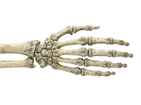 Aged human hand skeleton replica showing realistic bone texture isolated on transparent background