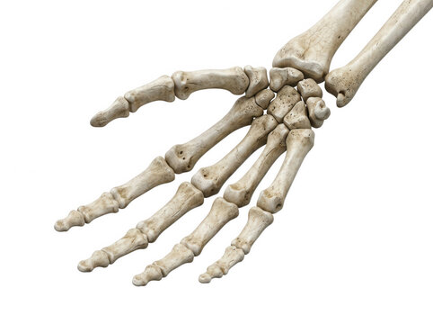 Close up human hand skeleton top view showing detailed finger joints isolated on transparent background