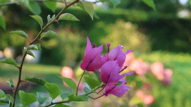 Vibrant Purple Bougainvillea Flowers with Green Leaves and Fresh Water Drops
