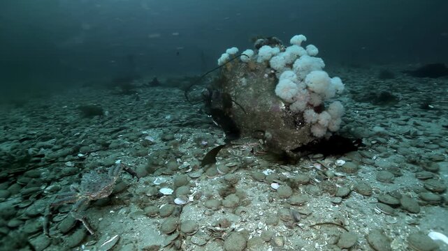 Large Boulder Covered with Pale Pink Sea Anemones in Marine Habitat. The view includes rounded boulder carries pale pink anemones above broken shells and stones on the bottom.