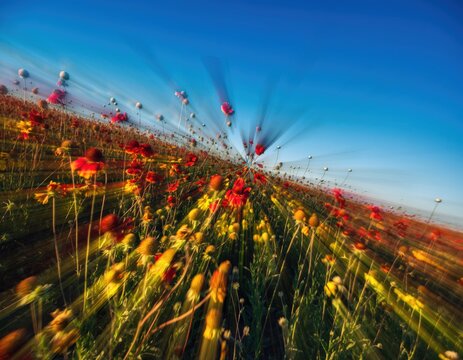 Vibrant field of colorful wildflowers under a clear blue sky with a dynamic radial zoom motion blur effect