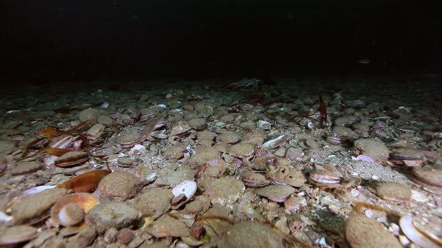 Dense Bed of Scallop Shells and Bivalves in Marine Seabed Habitat. The image includes fan shaped bivalve shells and fragments cover a flat bottom with small stones.