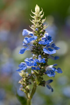 A close-up of a marsh sage (Salvia uliginosa) flower, which appears blue in the sun.
