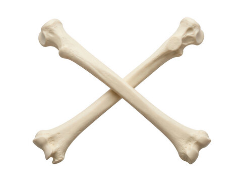 Two crossed anatomical human bones isolated on transparent background for medical and danger concepts