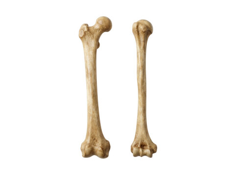 Two human upper arm or femur long bones isolated on transparent background showing bone texture and anatomical features