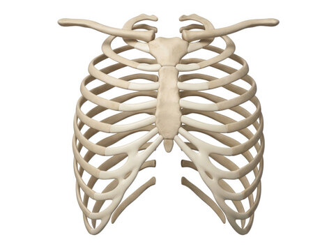 Human ribcage skeletal structure and sternum anatomy isolated on transparent background for medical