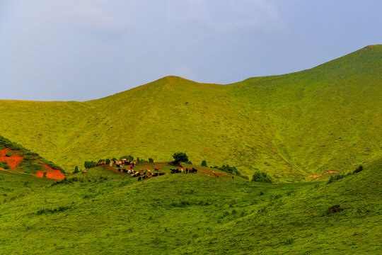 Herd of Sheep Grazing on Green Hillside