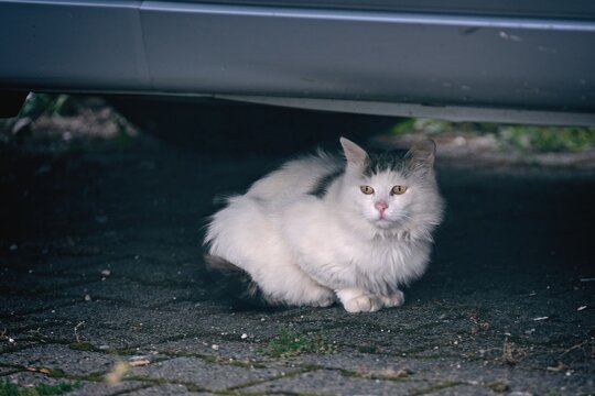 Sad, old stray cat hiding under a parked car and looking away. Horizontal image.	