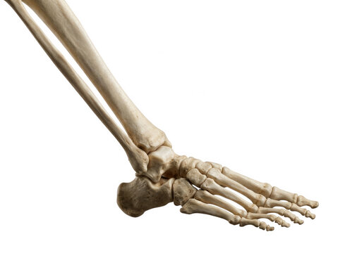 Detailed anatomical model of human foot and ankle bones isolated on transparent background for education