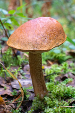 Wild brown cap mushroom leccinum growing in green forest