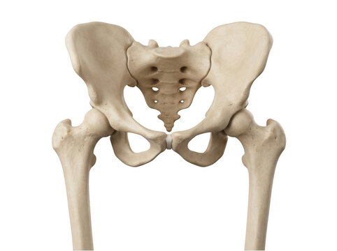 Human pelvis and hip bones anatomical skeleton model isolated on transparent background