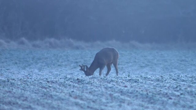 Adult Male Roe Deer Buck Bock Stag Grazing Feeding Frosty Cold Morning Germany Winter, 4K Wildlife Footage One Animal Solo Portrait Antler Territory Male Nature