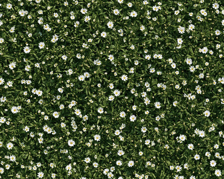 Seamless pattern of tiny white wildflowers in dense dark green grass