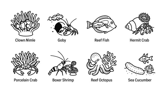 Marine Life Collection: An assortment of underwater creatures, including a clown anemone, goby, reef fish, hermit crab, porcelain crab, boxer shrimp, reef octopus, and sea cucumber.
