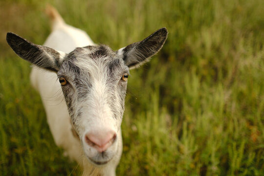 Close up portrait of white goat looking at camera in green field on sunny day at farm