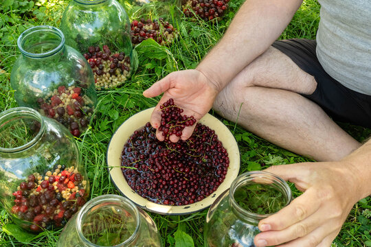 Man in shorts holds red currants over filled enamel bowl while sitting on grass. Glass jars surround berry harvest, creating relaxed outdoor scene with careful sorting and collection.