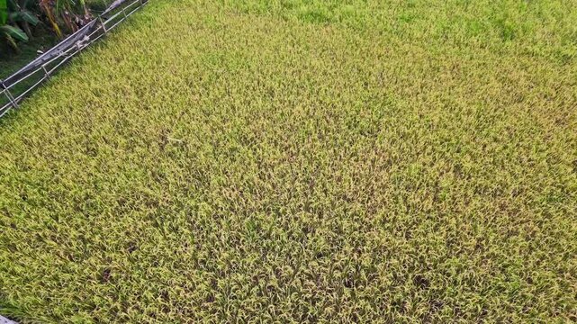 Rice Fields (Oryza sativa) Aerial Drone Footage Ascending From Close View to Wide Agricultural Landscape in Indonesia
