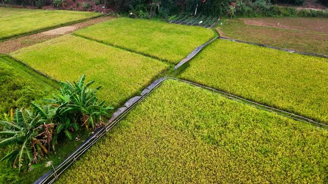 Rice Fields (Oryza sativa) Aerial Drone Footage Flying Forward Over Agricultural Farmland in Indonesia
