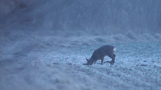 Adult Female Roe Deer Hind Grazing Frozen Frosted Grass Blue Hour Pre-Dawn Twilight Morning Cold Germany Winter, 4K Wildlife Footage One Animal Solo Portrait Nature