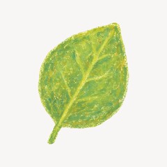 Obraz premium Textured green leaf illustration.