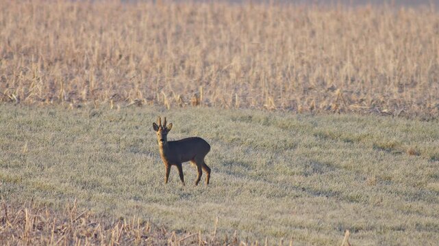 Adult Male Roe Deer Buck Bock Stag Basking Warming Sun Rays Sunrise Frosty Morning Germany Winter, 4K Wildlife Footage One Animal Solo Portrait Antler Territory Golden