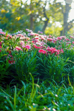 Pastel colorful flower floral soft nature sunbeam blossom in gre
