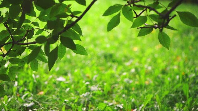 Tree branch leaves frame a lush green lawn with soft bokeh, evoking a tranquil, sunlit garden scene perfect for backgrounds and nature themed layouts