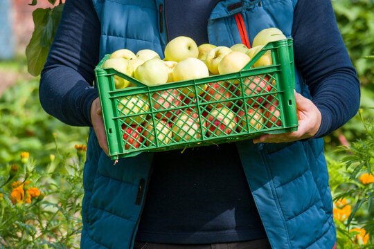 Person holds a green crate of apples. Apples are yellowish-green and fresh. The garden has green grass and orange flowers. The person wears a blue vest and dark shirt. Harvest moment