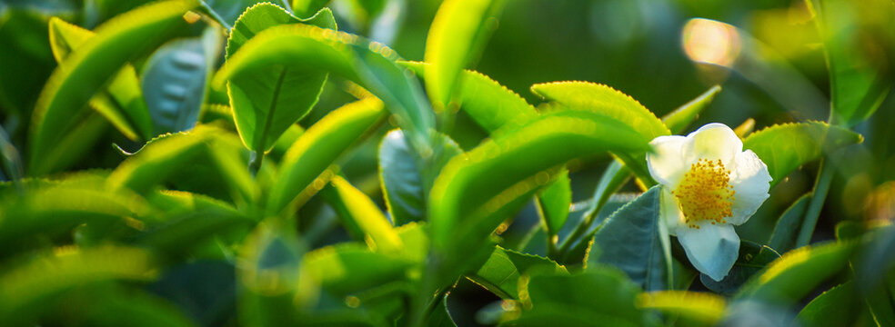 Banner Green tea tree field sunlight garden agriculture. Panorama Fresh young tender bud herbal farm in morning. Banner Green tea tree leaves camellia sinensis herb with copy space