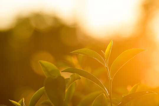 Close up Fresh Tree tea plantation mountain green nature in herbal farm. Freshness herbal green natural garden farmland. Tree tea plantations in morning sun light. Organic farm tender bud herbal