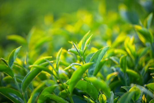 Woman work Black Tea farm harvest. Man Hand holding harvest plucking black green tea herbal agriculture. hand harvest green tea tree picking bud young tender camellia sinensis leaves organic farm