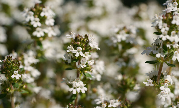 Eine Makroaufnahme von Echtem Thymian (Thymus vulgaris) mit zahlreichen kleinen wei&szlig;en Bl&uuml;ten, die dicht an den gr&uuml;nen St&auml;ngeln sitzen. 