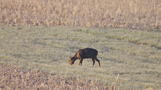 Adult Female Roe Deer Hind Grazing Feeding Frosty Winter Sunrise Meadow Germany Warm Sun, 4K Wildlife Footage One Animal Cold Nature Solo Portrait Solitary