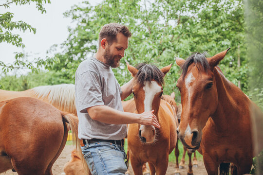 Bearded man gently petting horses from herd of Polesian horses in apple garden. Connection between humans and animals, equestrian lifestyle, trust, kindness, peaceful coexistence with nature.