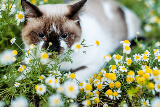 Siamese cat lying in blooming white daisy flowers field outdoors on sunny summer day