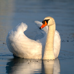 white swan on the lake © 颂 郭